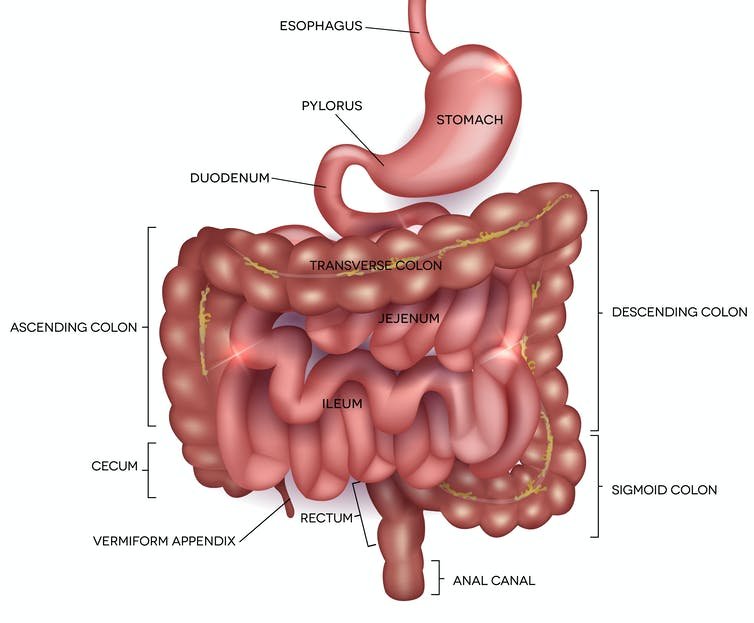 Best Treatment of constipation